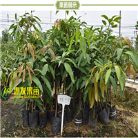 广东桂七芒果苗价格，广东桂七芒果苗批发 