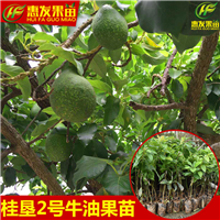 深圳桂垦牛油果苗，东莞桂垦牛油果苗 