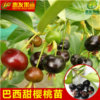 巴西甜樱桃苗，东莞樱桃苗，东莞果苗 