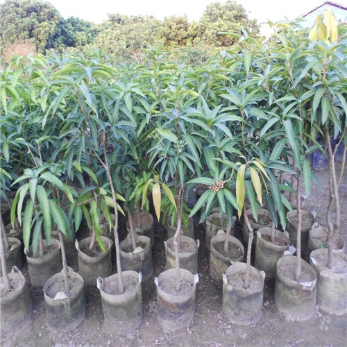 惠州红贵妃芒果苗，惠州芒果苗，惠州果苗 