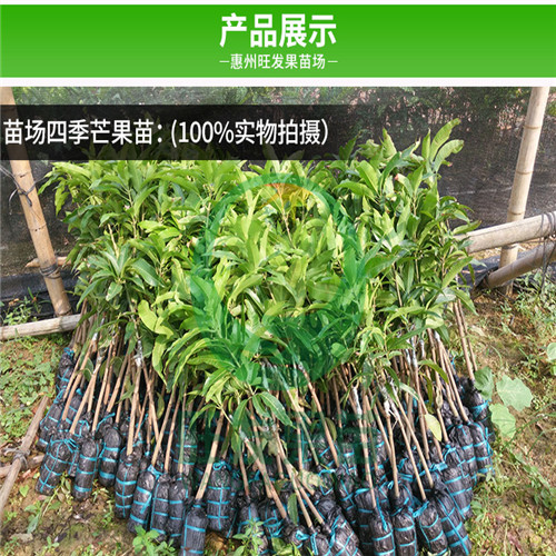 深圳四季芒果苗，深圳芒果苗，深圳果苗 