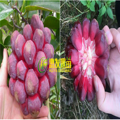 广东老虎果苗，惠州老虎果苗，深圳老虎果苗 
