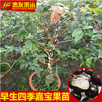 惠州嘉宝果苗，惠州树葡萄苗，广东果苗 