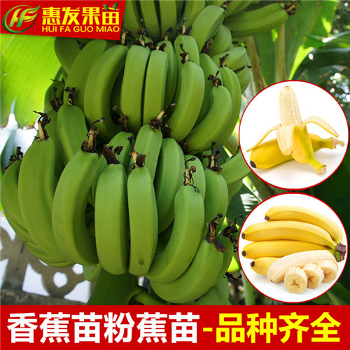 河源香蕉苗，深圳香蕉苗，广东果苗 