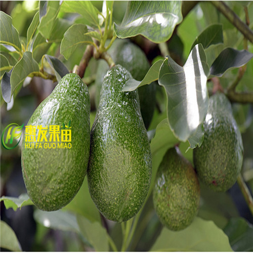 哈斯牛油果苗，河源牛油果苗，河源果苗 