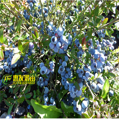 深圳蓝莓苗\横岗蓝莓苗\广东果苗 