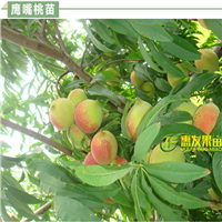 东莞鹰嘴桃苗，东莞鹰嘴桃苗 
