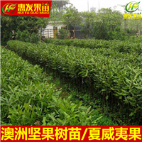 惠州果苗，惠州澳洲坚果苗 