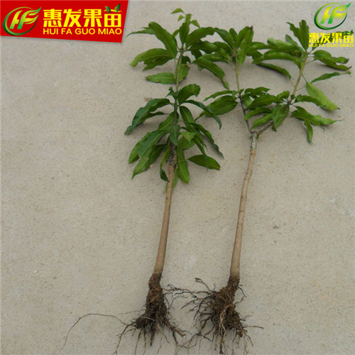 深圳红贵妃芒果苗，深圳芒果苗，深圳果苗 