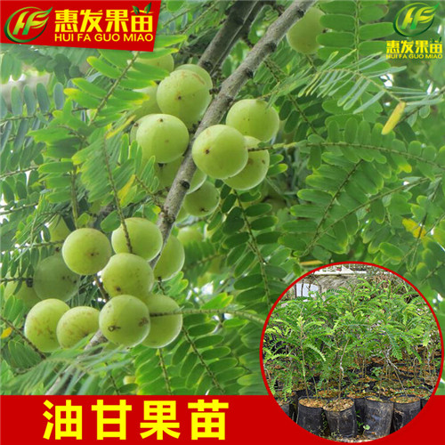 深圳余甘苗基地，深圳余甘苗，广东余甘苗 