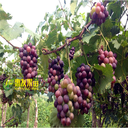 河源葡萄苗，河源夏黑葡萄苗 