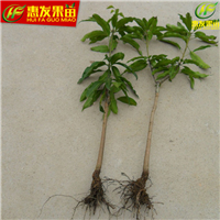 深圳红贵妃芒果苗，深圳芒果苗，深圳果苗 