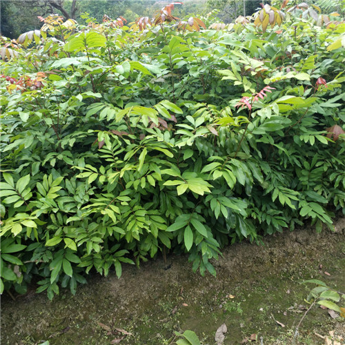 惠州石硖龙眼苗，惠州龙眼苗，广东龙眼苗基地 