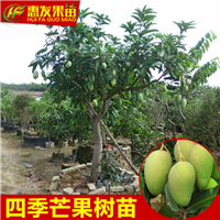 东莞四季芒果苗价格，东莞四季芒果苗批发 