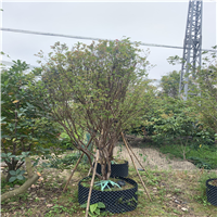 惠州沙巴嘉宝果苗批发