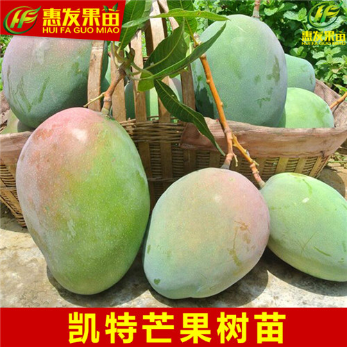 湛江凯特芒果苗，湛江芒果树苗，湛江果苗 