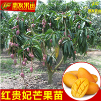 湛江红贵妃芒果苗，湛江芒果苗，湛江果苗 