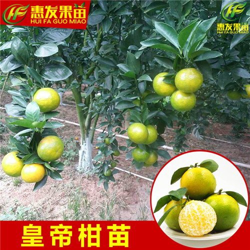 惠州皇帝柑苗基地，惠州皇帝柑苗，广东果苗 