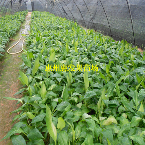 东莞粉蕉苗价格，东莞粉蕉苗，东莞果苗 