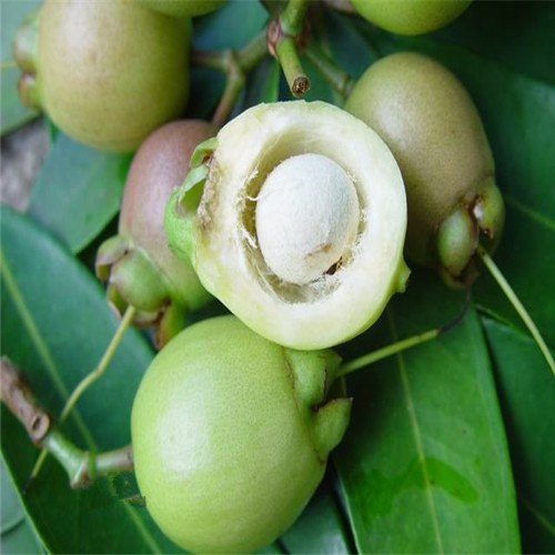 深圳果苗，深圳水蒲桃苗，深圳水蒲桃苗批发 