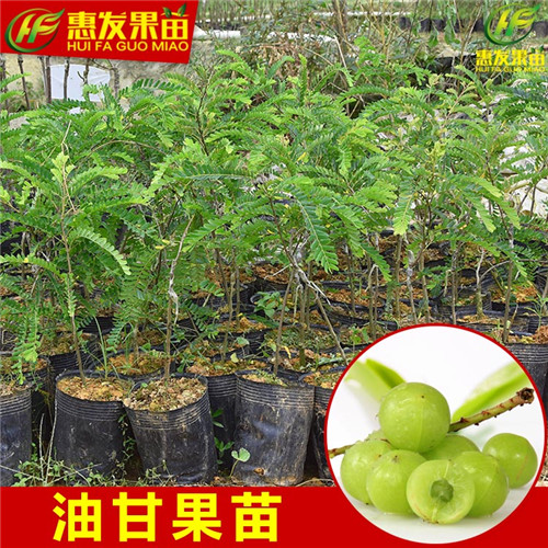 广东果苗，东莞余甘苗，东莞余甘苗批发 