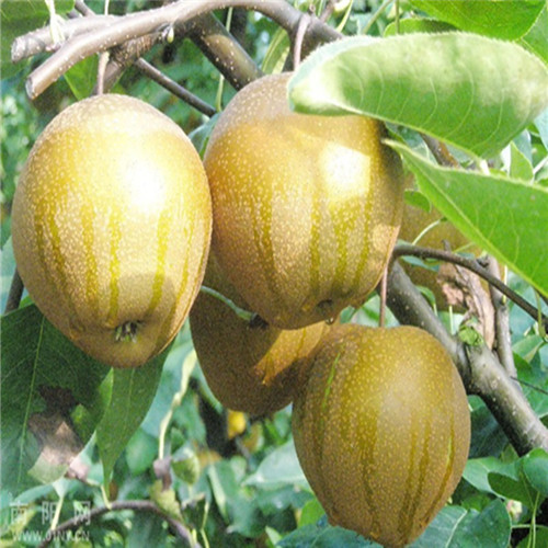 广东果苗批发；东莞桂花梨苗；惠州桂花梨苗 