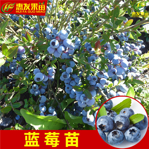 东莞蓝莓苗，深圳蓝莓苗，广东蓝莓苗 