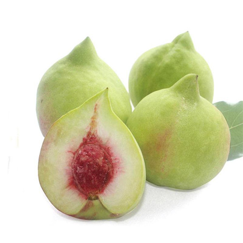 广东鹰嘴桃苗，惠州鹰嘴桃苗 
