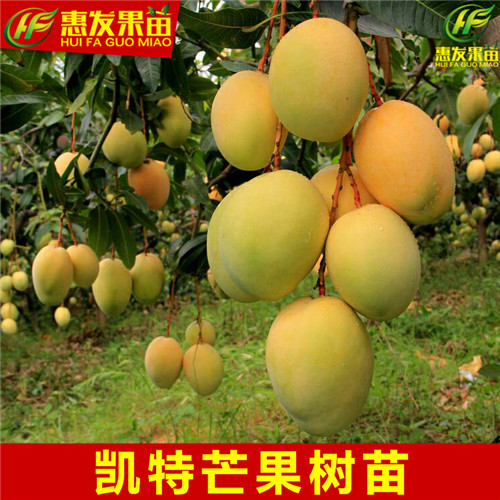 河源凯特芒果苗，河源芒果树苗，河源果苗 