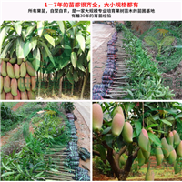东莞象牙芒果苗，东莞芒果苗，东莞果树苗 