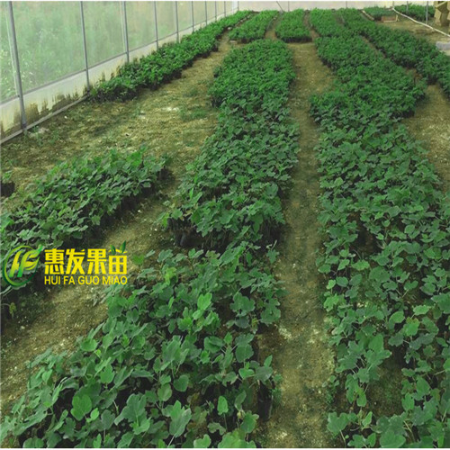 河源无花果苗-东莞无花果苗-广东果苗基地 