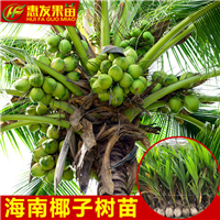 深圳海南椰子苗-广东海南椰子苗-广东果苗 