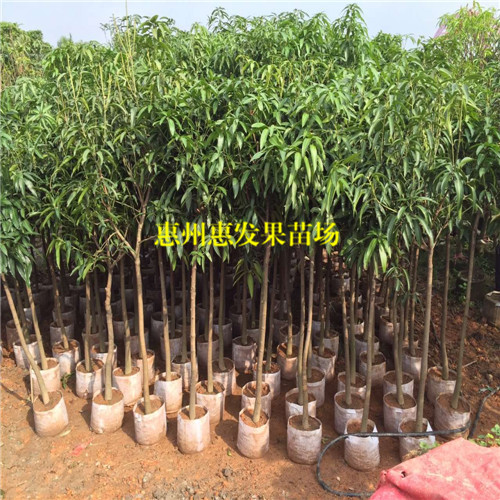 湛江台农一号芒果苗，湛江芒果苗，湛江果苗 