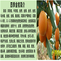 湛江四季金桔苗，湛江金桔苗，湛江果树苗 