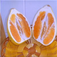 东莞黄金蜜柚苗，东莞蜜柚苗，东莞果苗 