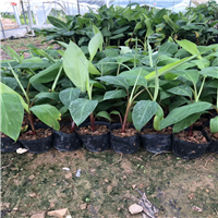 东莞红香蕉苗、深圳红香蕉苗
