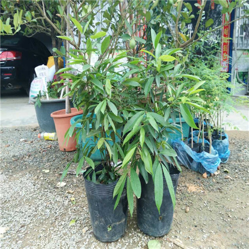 广东果苗批发、惠州山竹苗、博罗山竹苗 