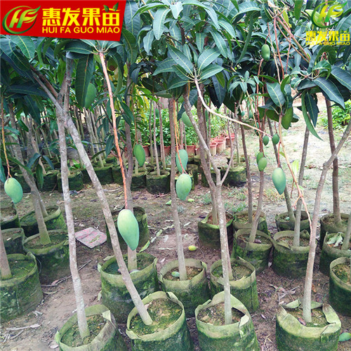 广东金煌芒果苗基地，广东金煌芒果苗价格 