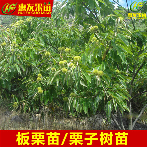 广东果苗供应、广州板粟苗、增城板粟苗 