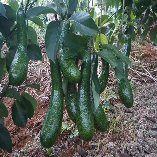 广东青瓜牛油果苗，惠州青瓜牛油果苗 