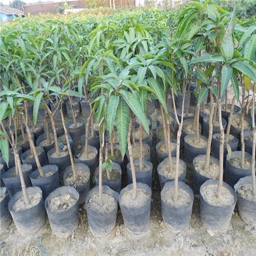 惠州果树苗批发-惠州象牙芒果苗-广东芒果苗 