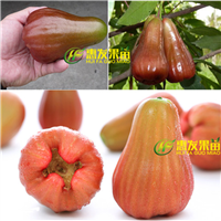 惠城区香水巴掌莲雾苗，东莞香水巴掌莲雾苗 