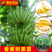 香蕉苗，哪里有香蕉苗卖？广东香蕉苗 
