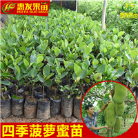惠州四季菠萝蜜苗，惠城区四季菠萝蜜苗 