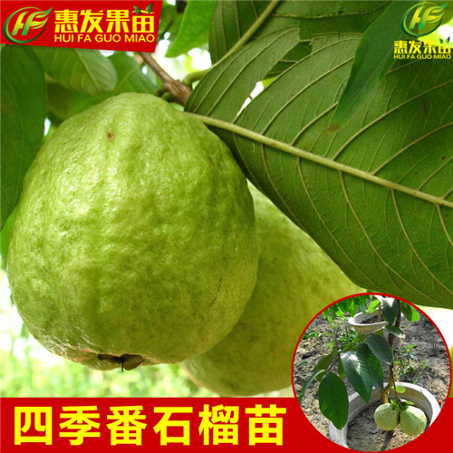 河源四季珍珠番石榴苗，河源珍珠番石榴苗，河源番石榴苗 