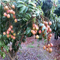 深圳三月红荔枝苗，深圳荔枝苗基地 