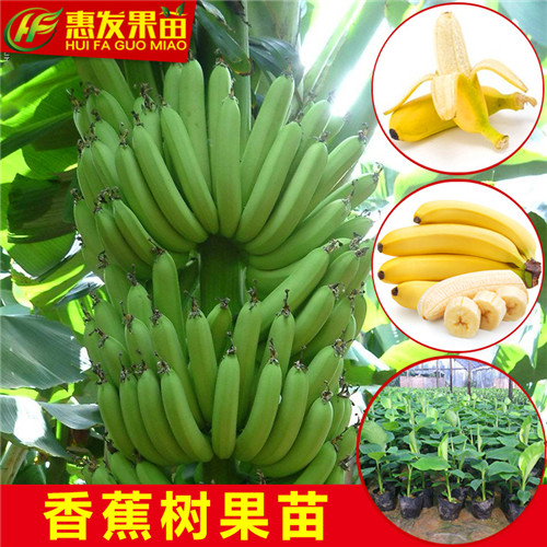 香蕉苗，哪里有香蕉苗卖？广东香蕉苗 