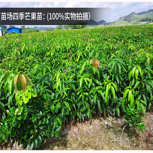 哪里有四季芒果苗卖？河源四季芒果苗，河源芒果苗 
