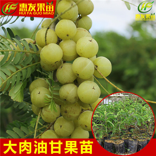 深圳余甘苗基地，深圳余甘苗，广东余甘苗 