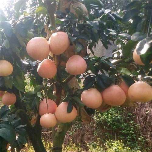 广东三红蜜柚苗价格，广东三红蜜柚苗批发 